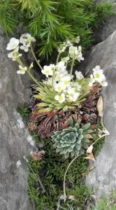 Saxifraga longifolia