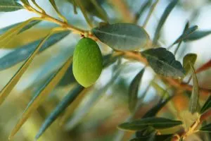 single_olive