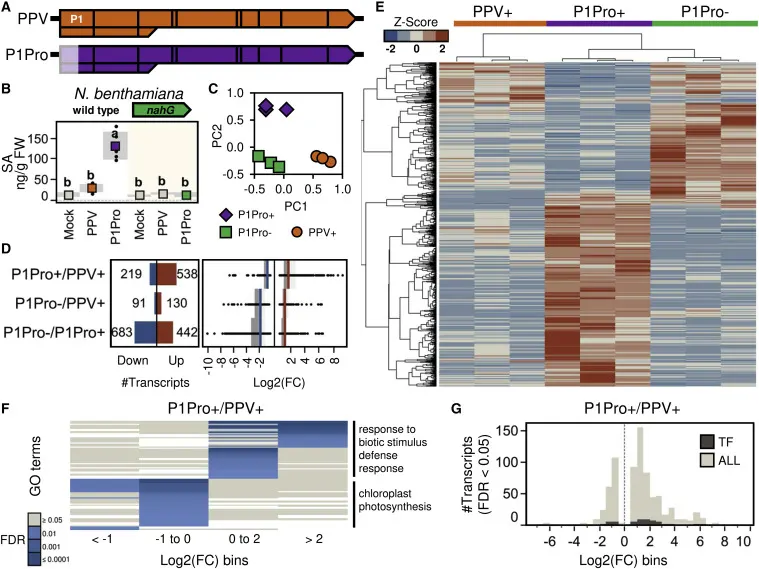 Figure 1. Transcriptomic Changes in Host Plants Infected with PPV and Its Deletion Mutant P1Pro.